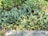 Dense clusters of vibrant green leaves with distinct patterns of light and dark green stripes cover the area. Some leaves have a reddish-brown hue, and the foliage is set against a backdrop of other vegetation. The plants are growing in a well-maintained stone-bordered garden bed.
