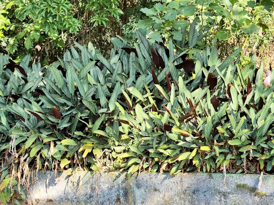 Dense clusters of vibrant green leaves with distinct patterns of light and dark green stripes cover the area. Some leaves have a reddish-brown hue, and the foliage is set against a backdrop of other vegetation. The plants are growing in a well-maintained stone-bordered garden bed.