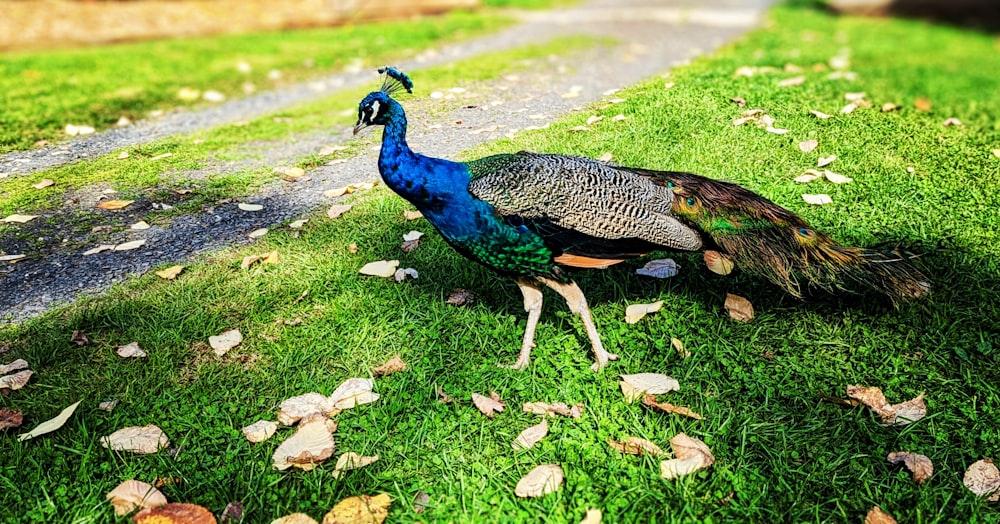 a peacock walking across a lush green field