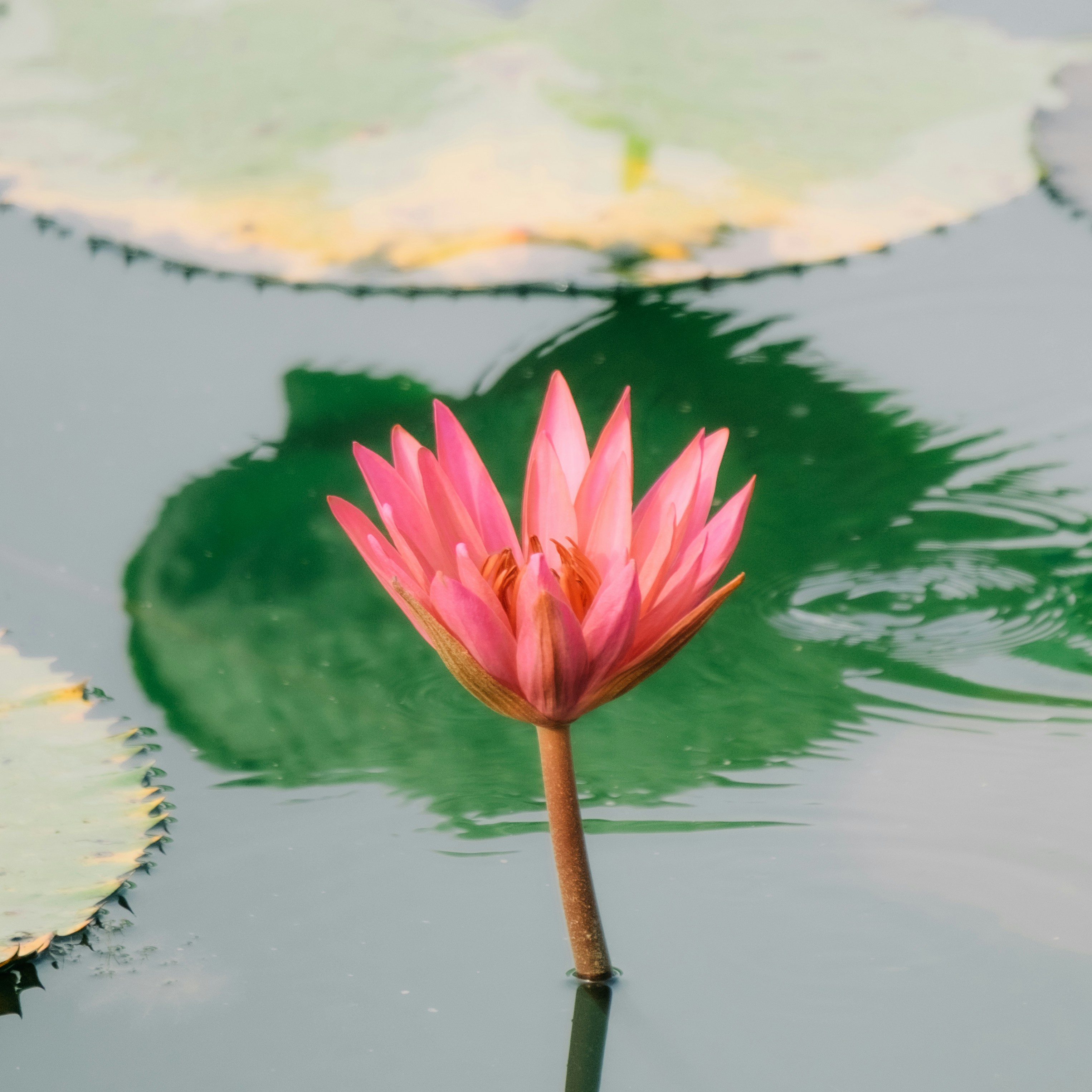 Photo by dying_apricity