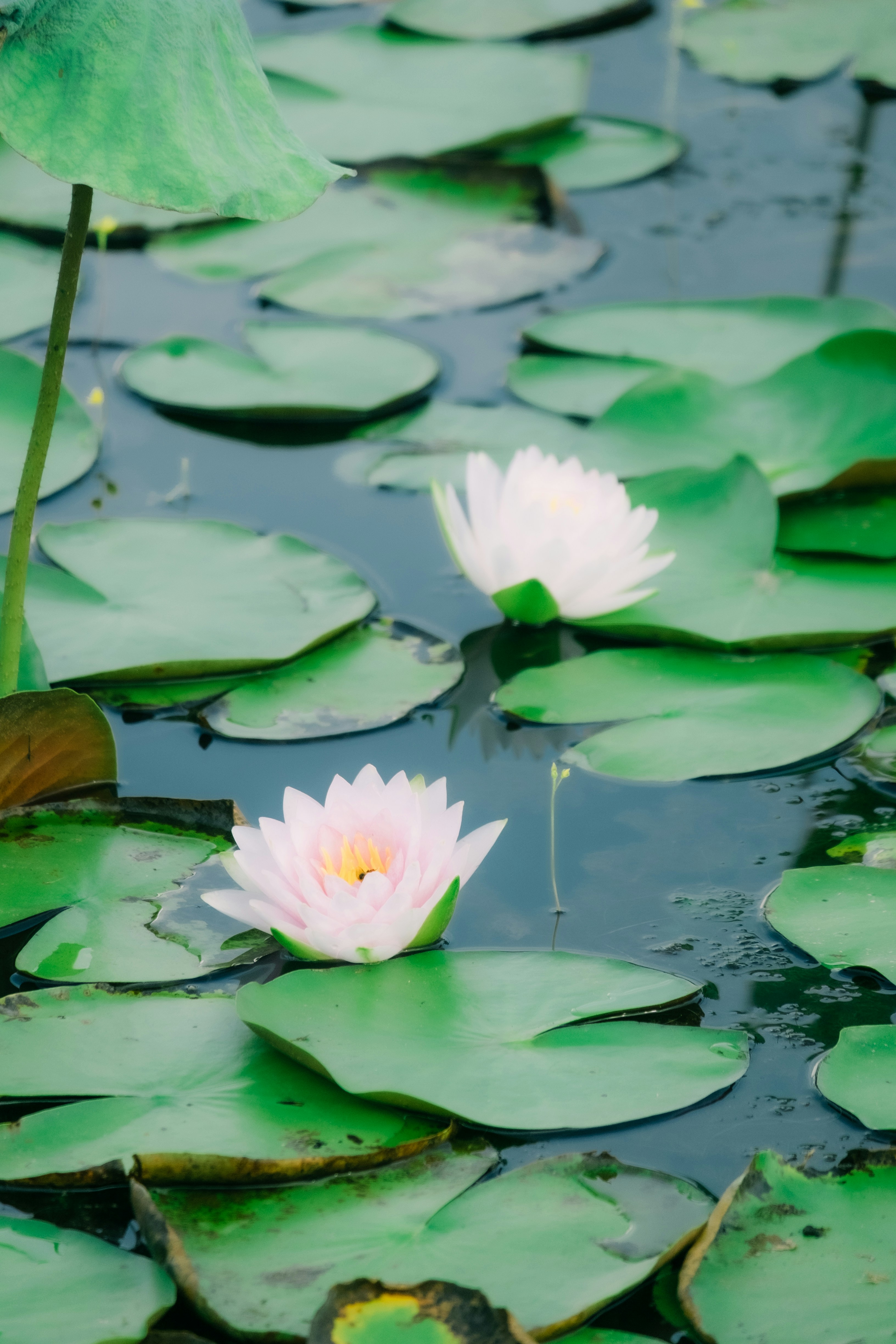 Photo by dying_apricity