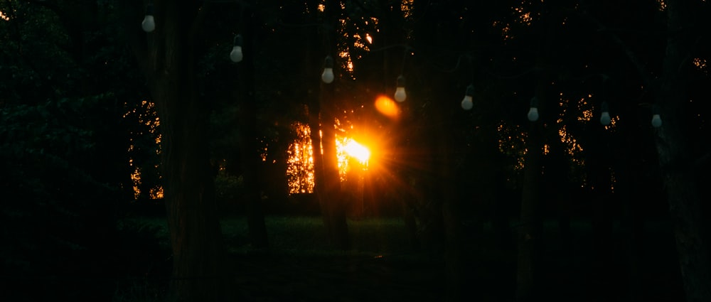 o sol está brilhando através das árvores no escuro