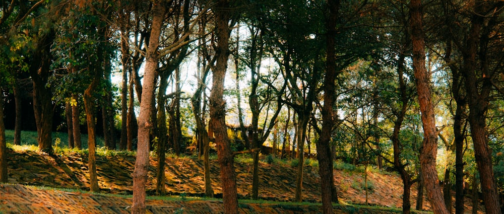 Un dipinto di un'area boschiva con alberi