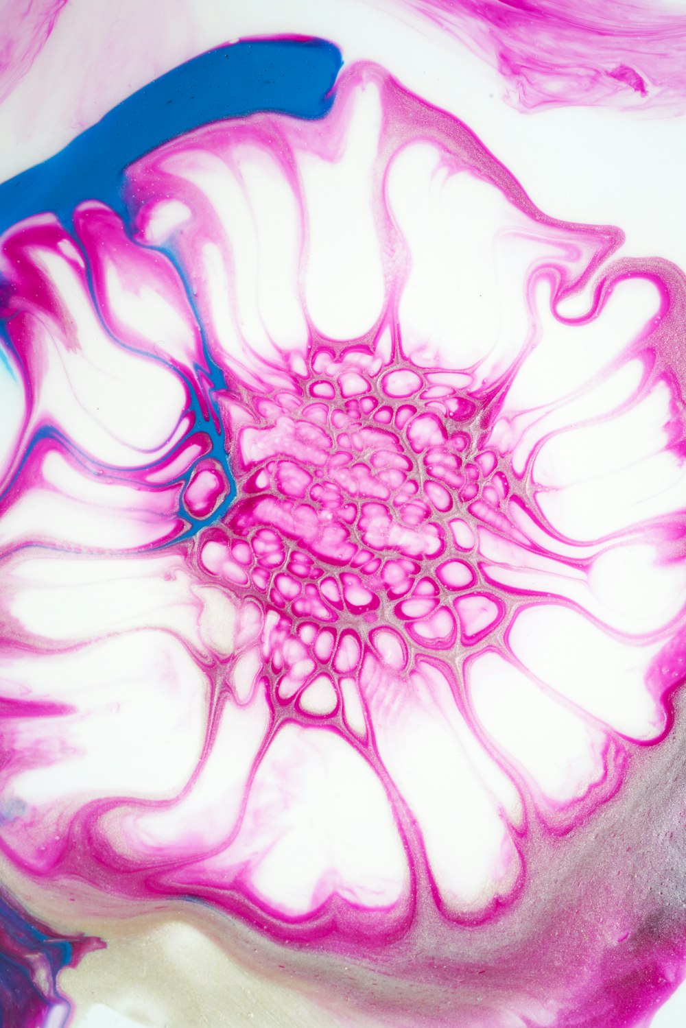 a close up of a pink flower on a white surface