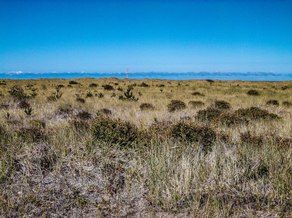 a field of grass with a blue sky in the background