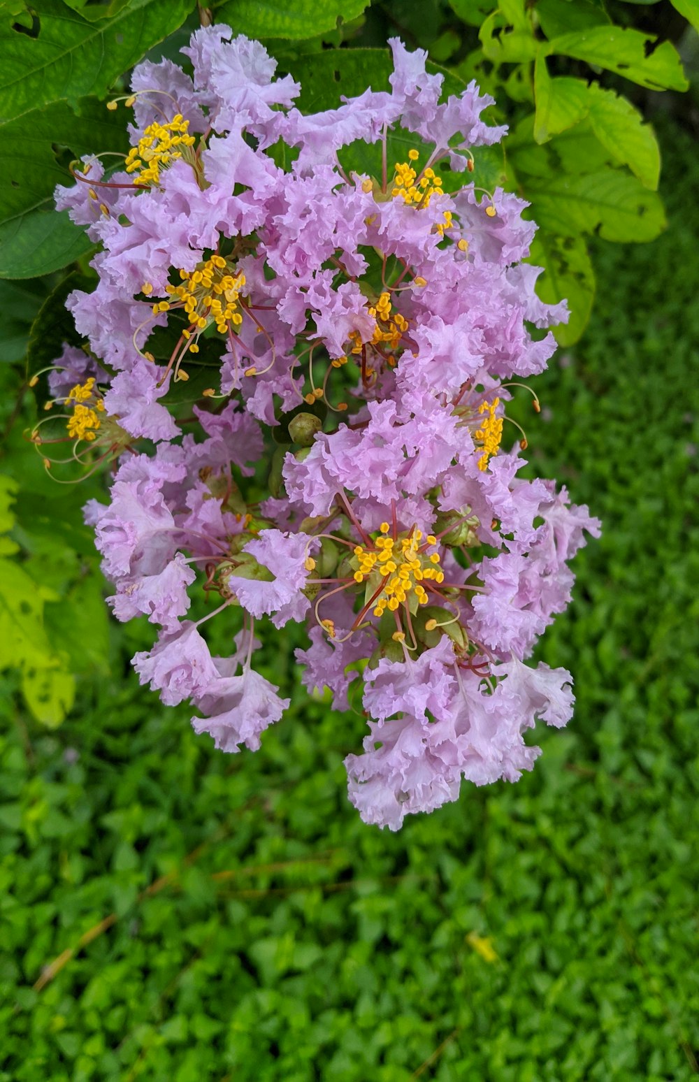 a bunch of flowers that are in the grass