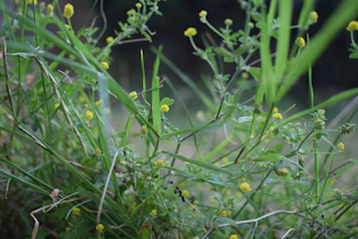 Detail of fresh green grass and wildflowers growing in the tranquil feeding area.