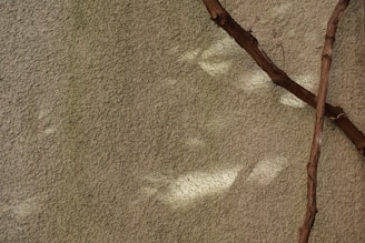 Vertical photo of a subtle shadow cast on an off-white textured wall, suggesting calm and depth.