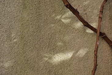 A textured beige wall with a few brown, dry branches stretching across it. Subtle shadows and highlights suggest natural lighting, giving the scene a rough yet calm appearance.