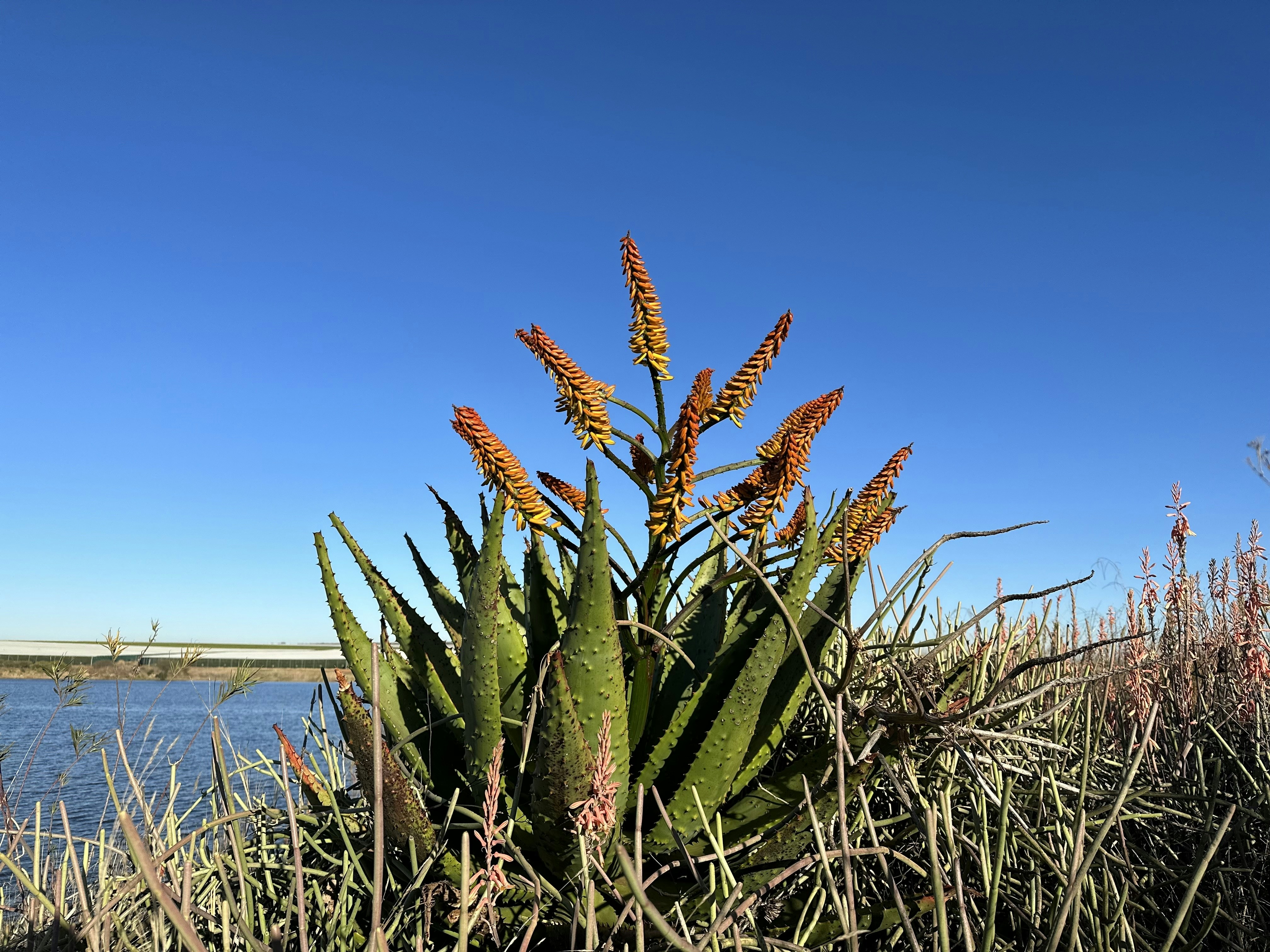 a large green plant next to a body of water