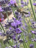 Close-up of lavender flowers with bees pollinating them.