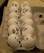 A carton of eggs, each with a playful face drawn in black marker, displaying a variety of exaggerated expressions such as happiness, surprise, confusion, and sadness.