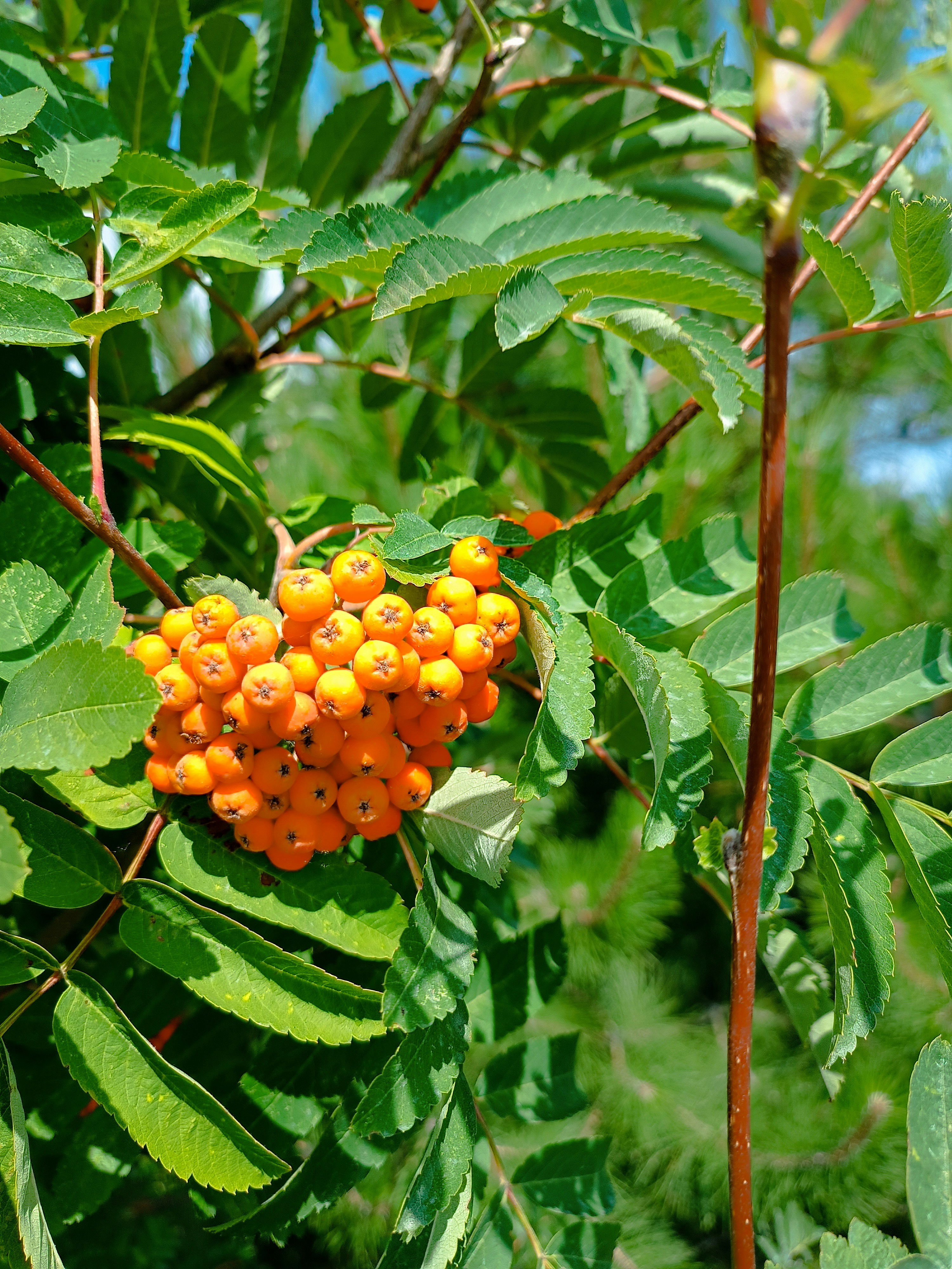 This wild fruit is getting a CRISPR makeover