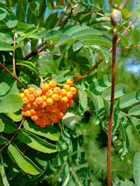 a bunch of berries hanging from a tree