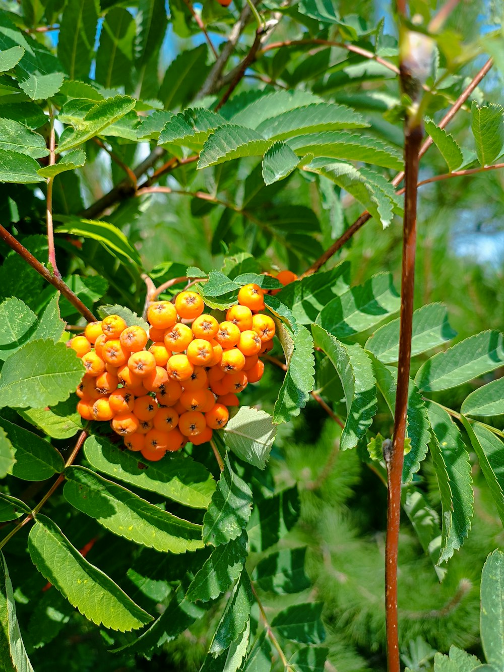 a bunch of berries hanging from a tree