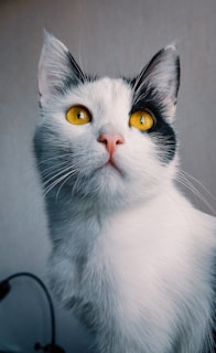 a black and white cat with yellow eyes