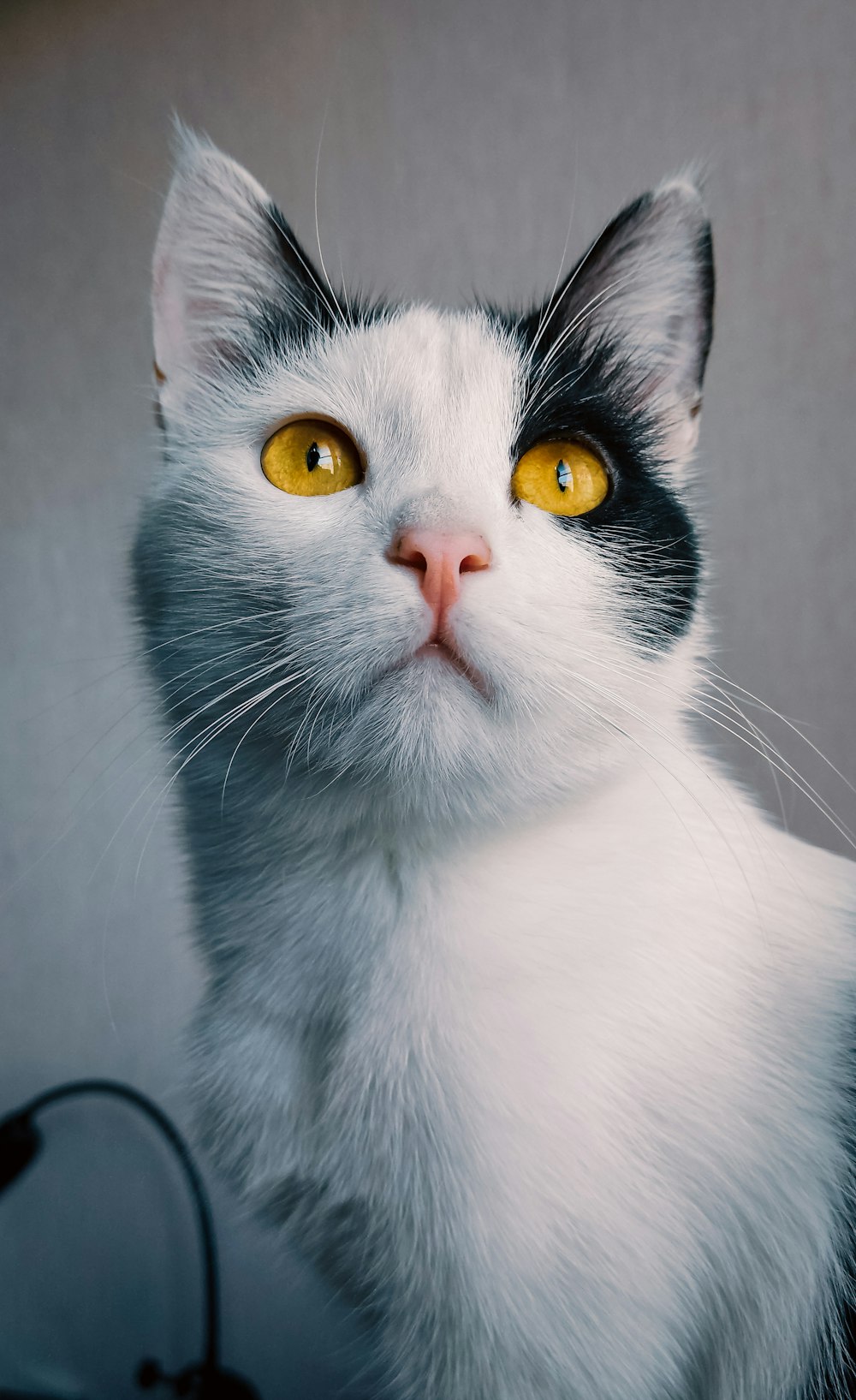 a black and white cat with yellow eyes