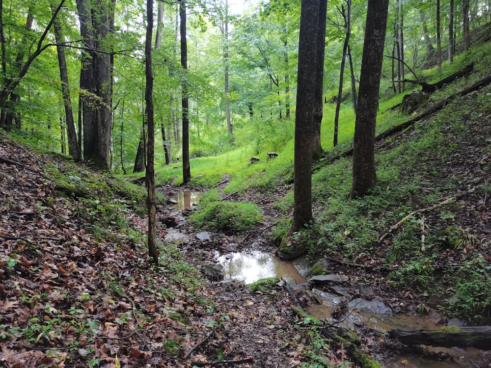 a stream running through a lush green forest