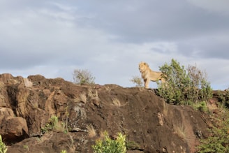 A majestic lion standing on a rocky outcrop under a clear blue sky.
