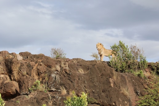 A majestic lion standing on a rocky outcrop under a clear blue sky.