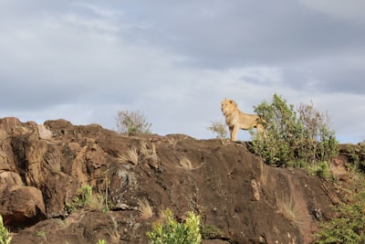 A powerful photo of a lion standing tall on a rocky outcrop against a stormy sky, symbolizing courage.