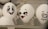 Three eggs in a carton have playful cartoon faces drawn on them using black marker. The first egg has a smiling expression with bright eyes and blushing cheeks. The second egg is decorated with long eyelashes, full lips, and raised eyebrows, giving it a flirty expression. The third egg appears anxious with squiggly eyebrows and a wavy mouth.