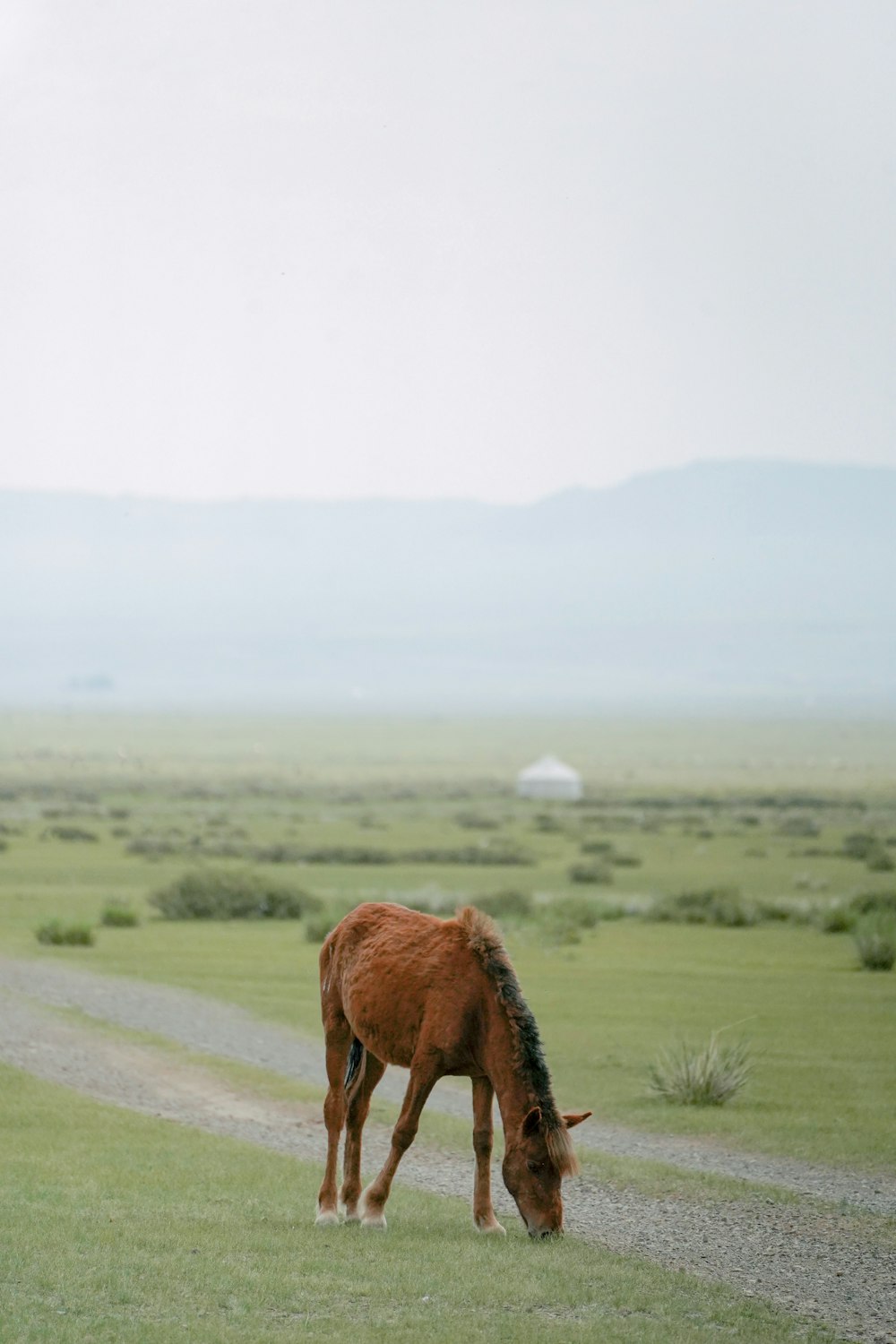 a brown horse grazing on a lush green field