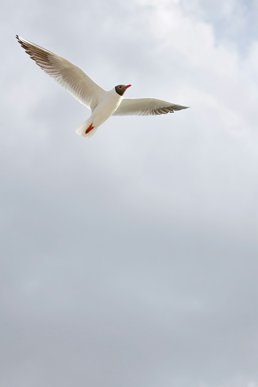 a white bird flying through a cloudy sky