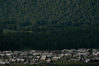 A rural village with numerous houses featuring grayish rooftops sits at the edge of a dense, expansive forest. The forest extends up the hillside, covered in lush green trees under soft lighting, creating a natural backdrop for the settlement.