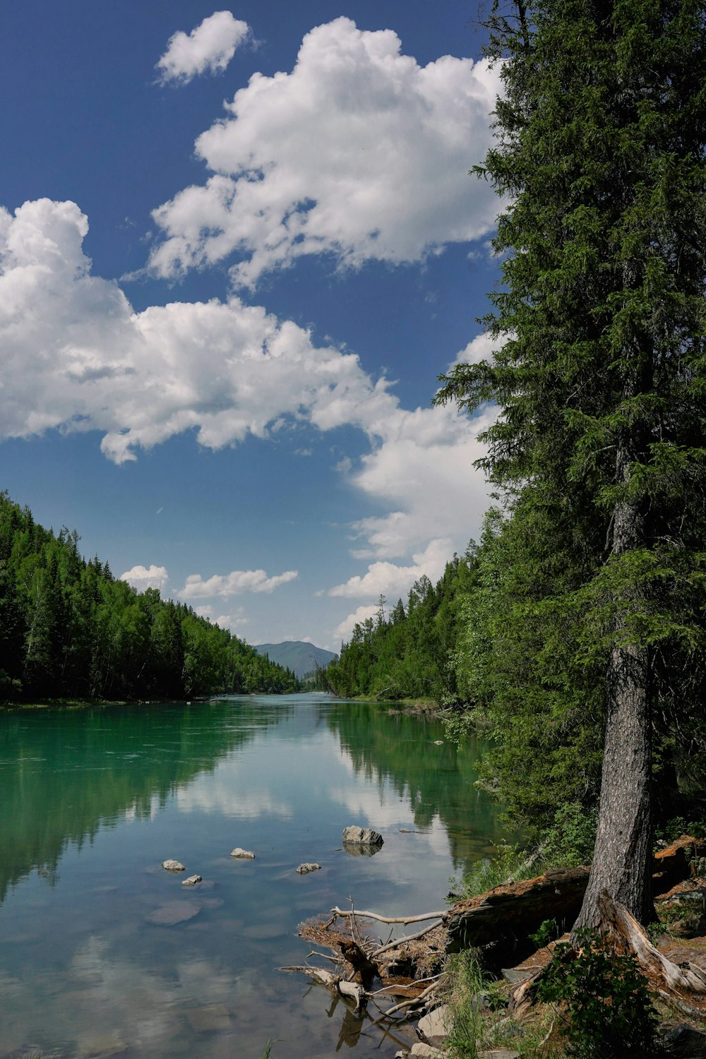 a body of water surrounded by trees and rocks