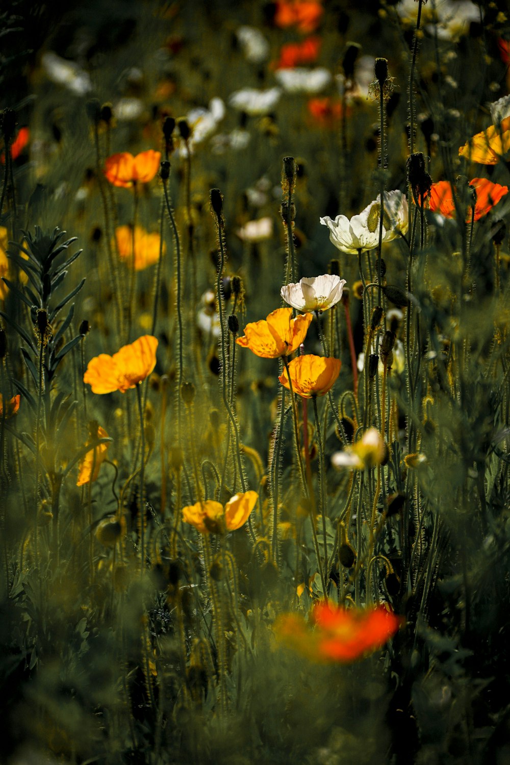 a bunch of flowers that are in the grass