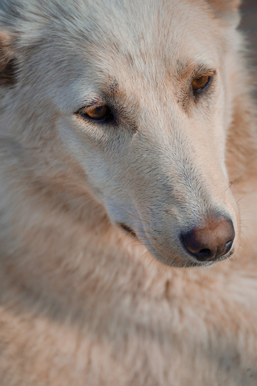 a close up of a white dog with brown eyes