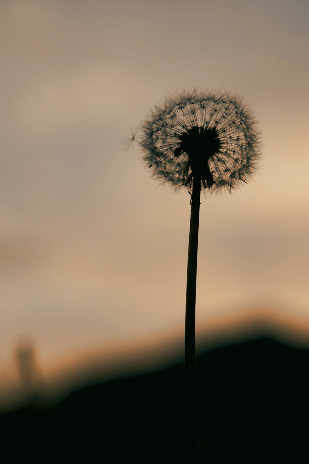 a dandelion in the foreground with a cloudy sky in the background