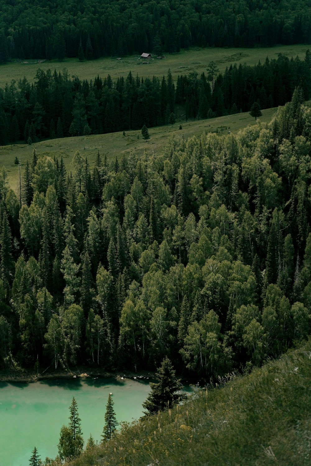 a lush green forest filled with lots of trees