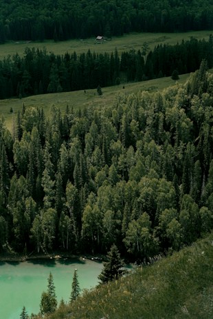 An expansive view of a dense forest made up of tall coniferous trees extends across the image. A small, secluded cabin is nestled among the greenery along the edge of a clearing in the distance. A tranquil turquoise-colored body of water is visible in the foreground, surrounded by lush vegetation.