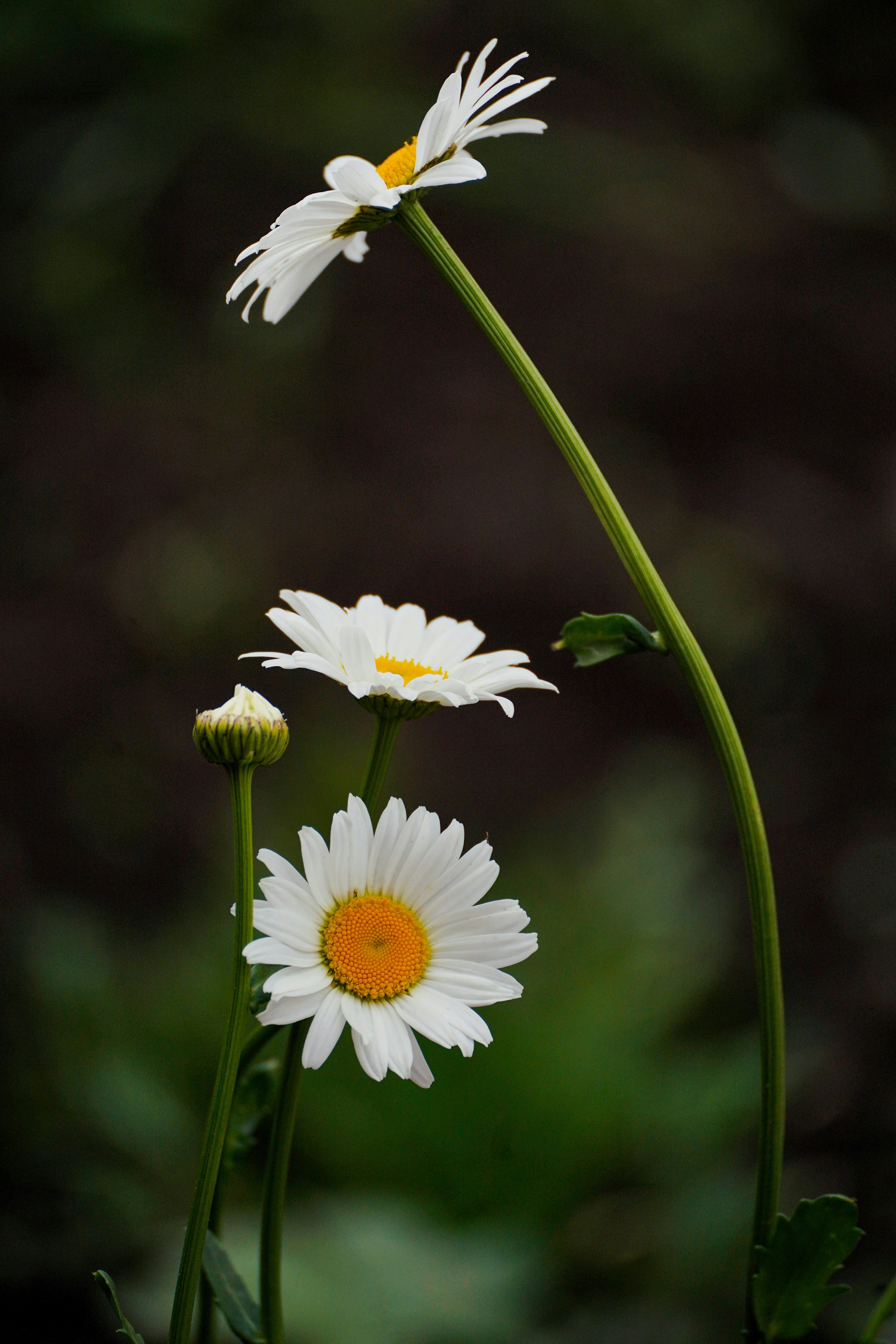 un paio di fiori bianchi seduti sopra una pianta verde