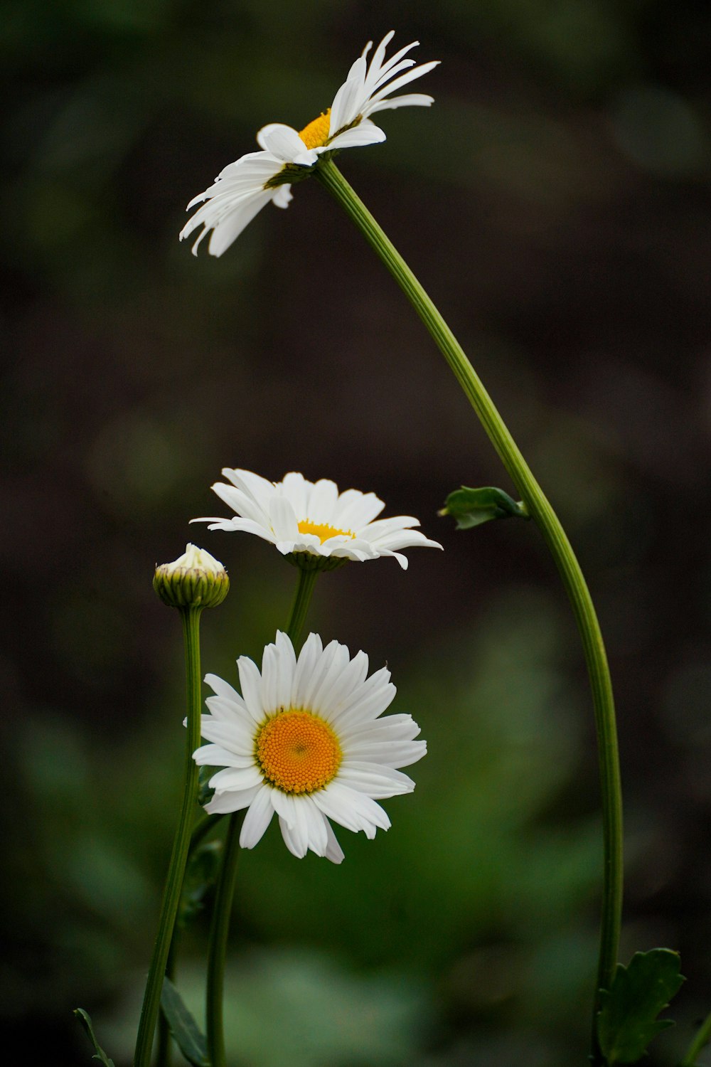 Un par de flores blancas sentadas encima de una planta verde