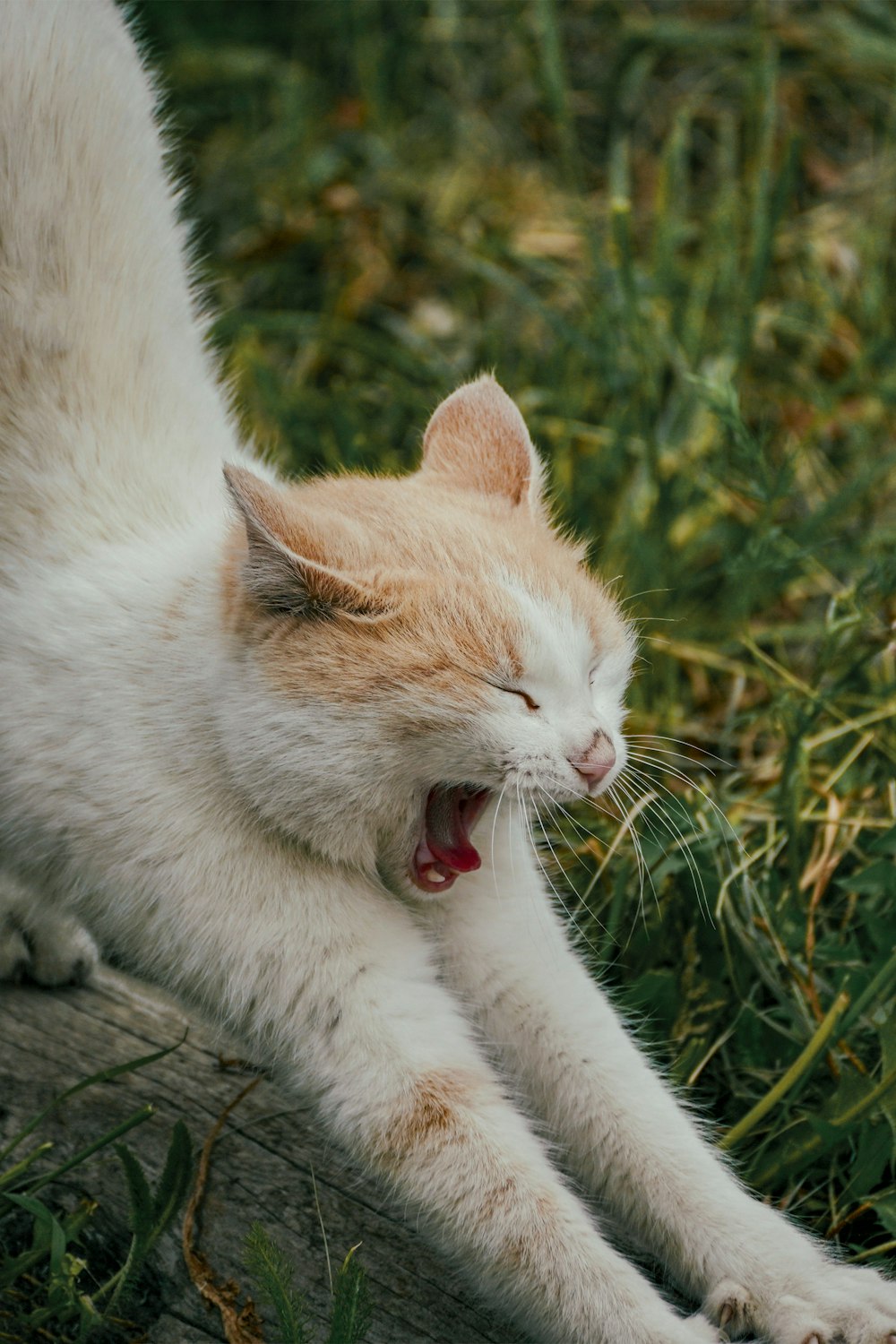 eine orange-weiße Katze, die im Gras gähnt