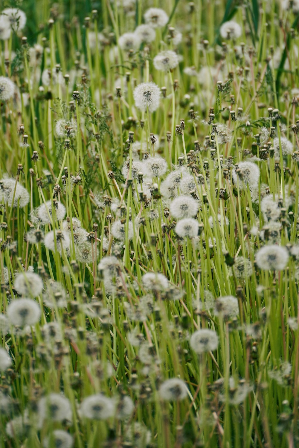 a field of green grass with white flowers