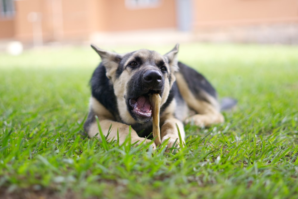 a dog laying in the grass with a stick in its mouth