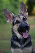 A German Shepherd dog is looking towards the camera with its tongue out. Its ears are perked up, and the background consists of blurred greenery.