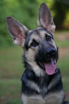 A German Shepherd dog is looking towards the camera with its tongue out. Its ears are perked up, and the background consists of blurred greenery.