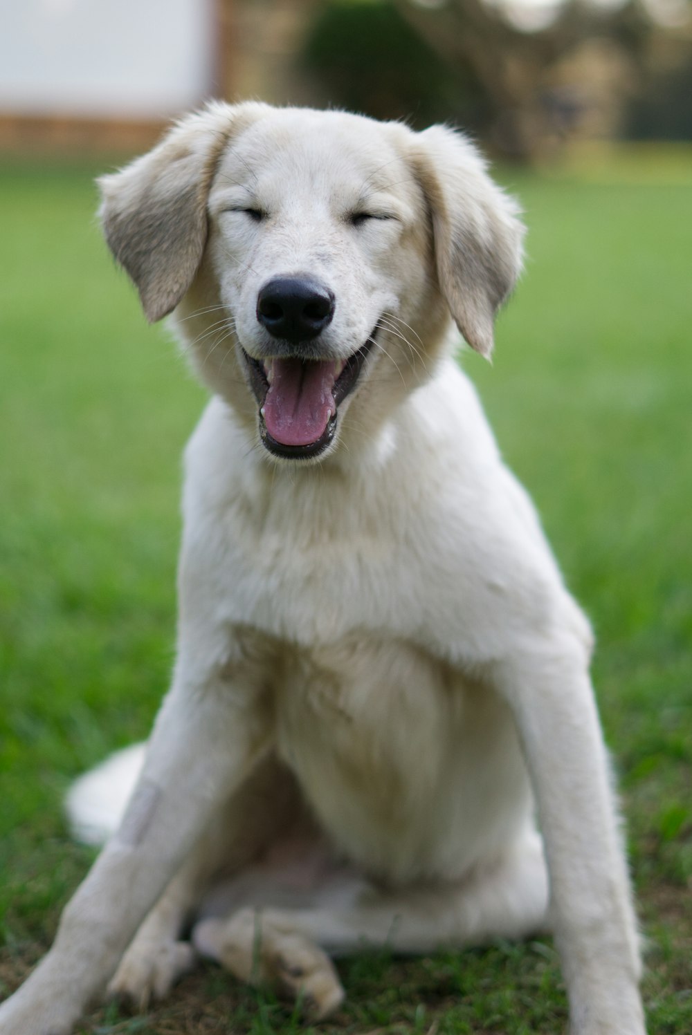 a white dog sitting on top of a lush green field