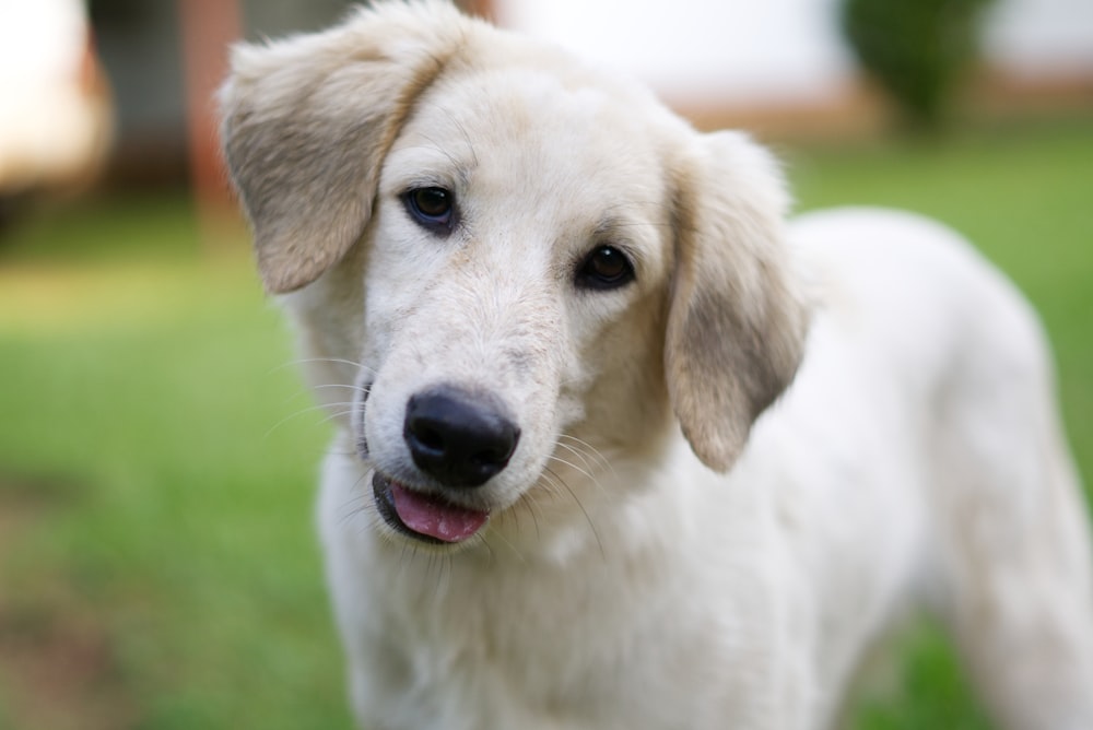 a white dog standing on top of a lush green field