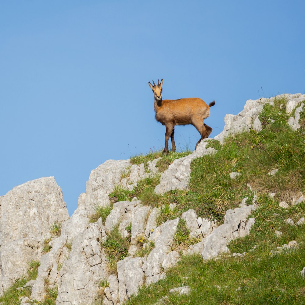 a goat standing on top of a rocky hill