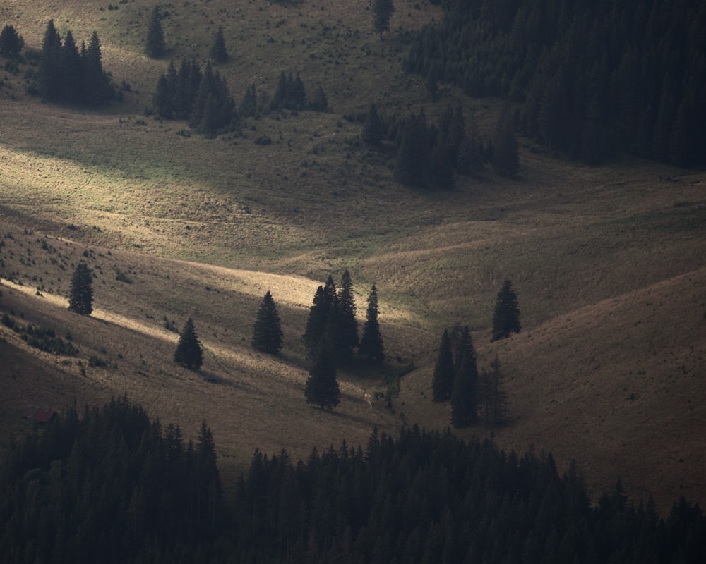 a grassy field with trees on the side of it