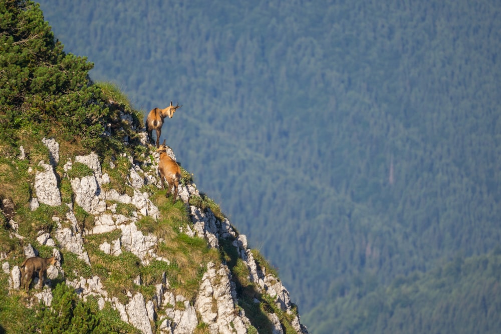 a couple of animals that are standing on a hill