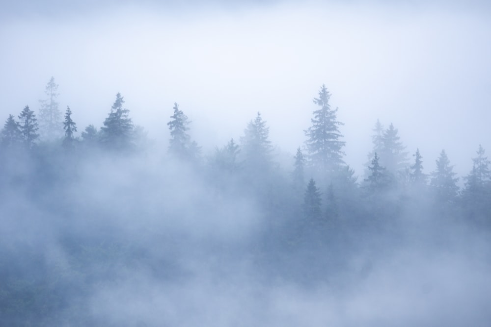 a foggy forest filled with lots of trees