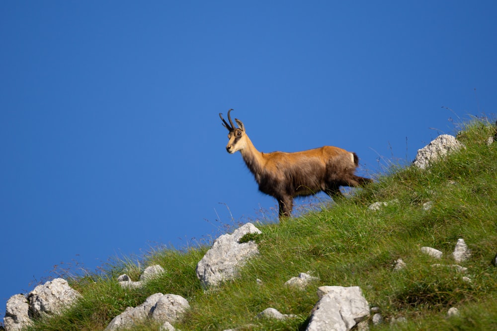 Una cabra parada en la cima de una colina cubierta de hierba