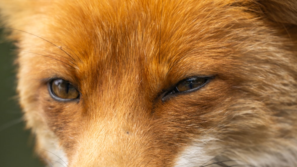 a close up of a red fox's face